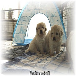 malwa_pup190209.jpg