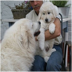 zoyaspups4.jpg