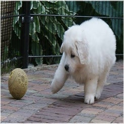zoyaspups3.jpg