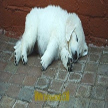 kalina_pup10-06-07.jpg