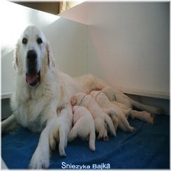 pisankaspups2012.jpg