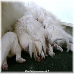 zoya_pups190910a.jpg