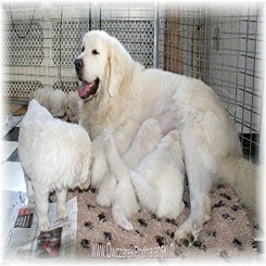 danuta_pup12090941.jpg