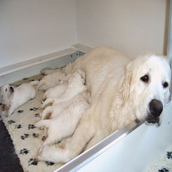 malwa_pup290606_14.jpg