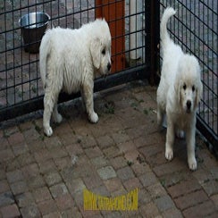 kalina_pup0206077.jpg