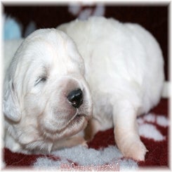 zoya_pups260910c.jpg