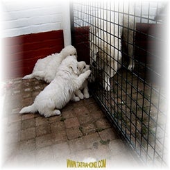 kalina_pup0306077.jpg
