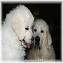 danuta_pup061009b.jpg