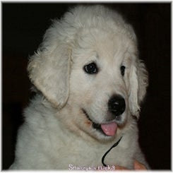 pup_zoya29111125.jpg
