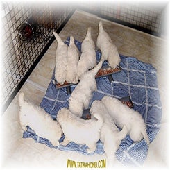 kalina_pup0106077.jpg