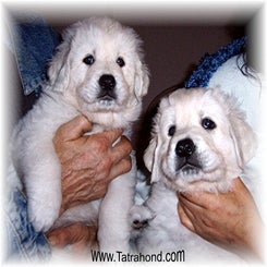 malwa_pup260209c.jpg