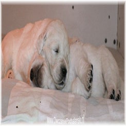 zoya_pups031010.jpg