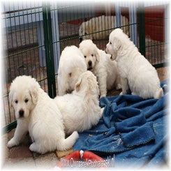 danuta_pup1209093.jpg