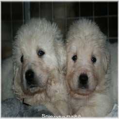 pups_pisanka_wk4a.jpg