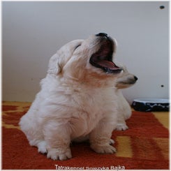 zoya_pup051111b.jpg