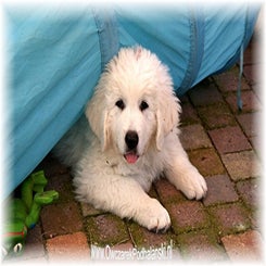 dsc00970-kopiejpg.jpg