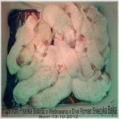 pisankaspups20121.jpg