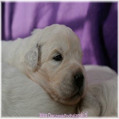 26-10-11pups_zoya57.jpg