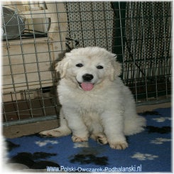 zoya_pup031211a.jpg