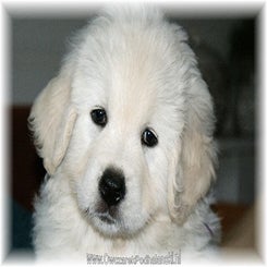 danuta_pup061009a.jpg