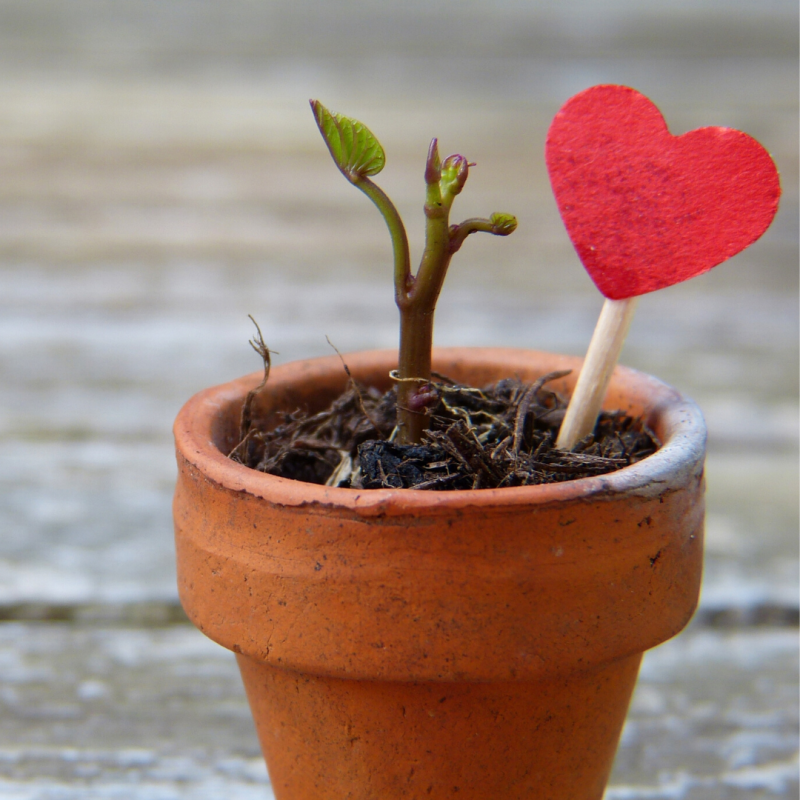 Ontwikkelen & groeien