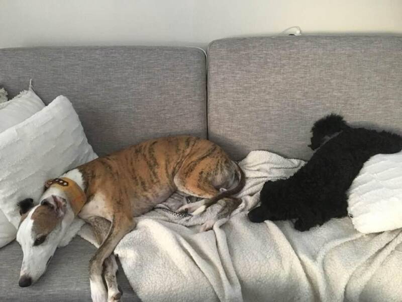 Theodor og Ulli, flata ut i sofaen