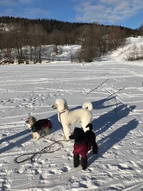 Vinterstemning
