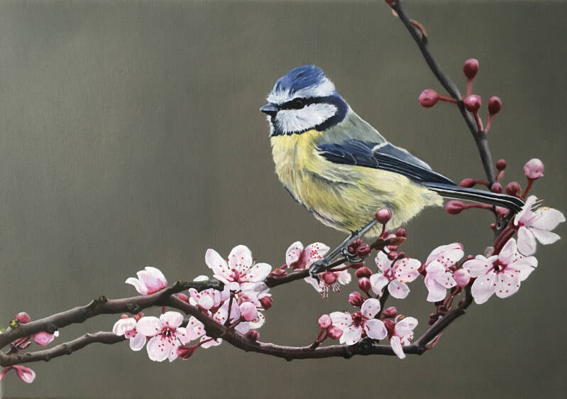 Pimpelmees - Olieverf op doek - Inspiratie: foto van www.detuinoptafel.com/vogels