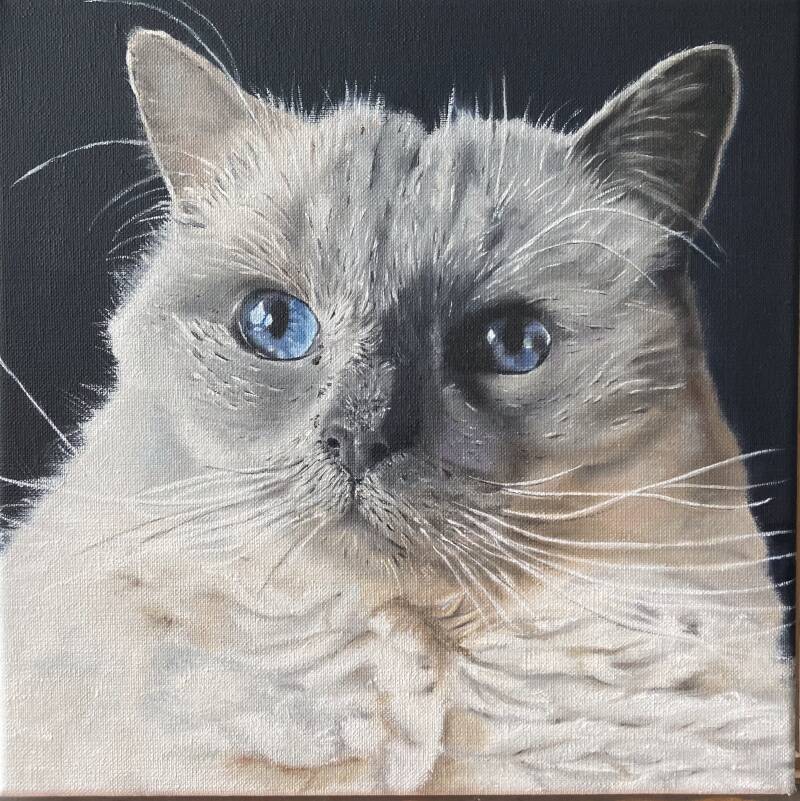 Coco: kat van een collega - Olieverf op doek