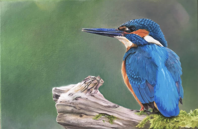 IJsvogel - Olieverf op doek - Inspiratie: foto van Corné van Oosterhout