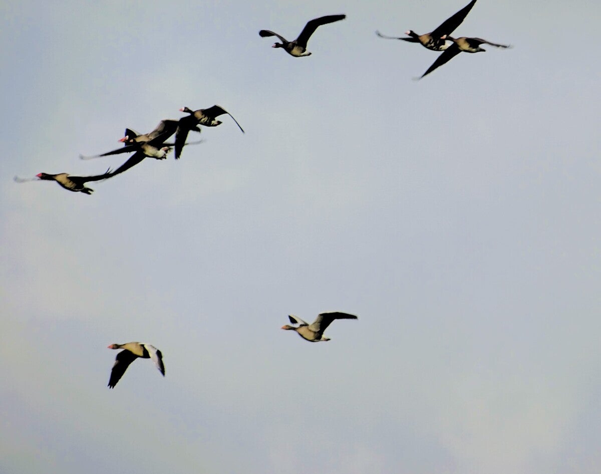 Ganzen leven dicht bij het water, maar kom je te dicht in de buurt worden ze opgeschrikt door de aanwezigheid van mensen.