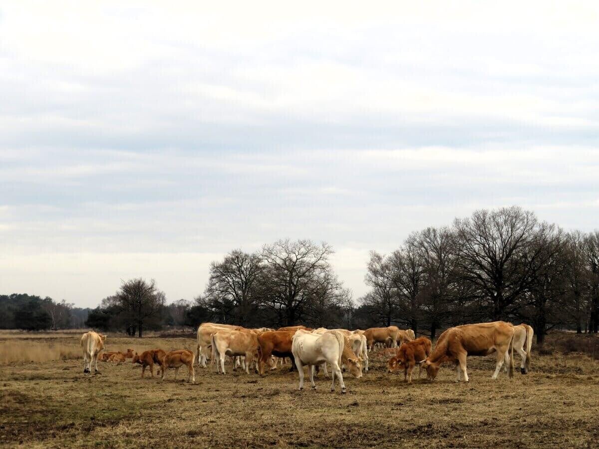 De Oisterwijkse bossen en de Kampina is een prachtig afwisselend landschap.