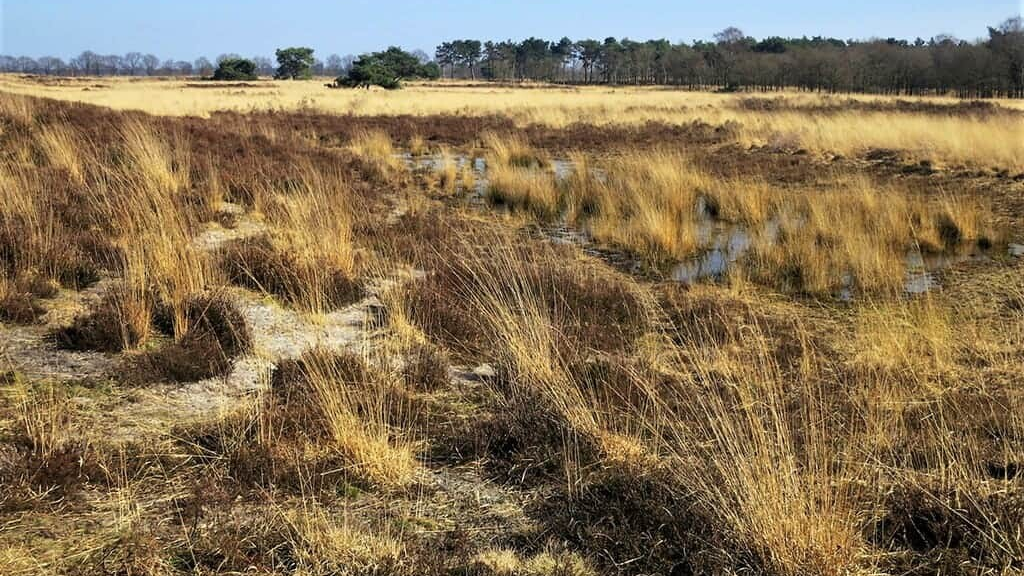 Nationaal Park De Groote Peel.