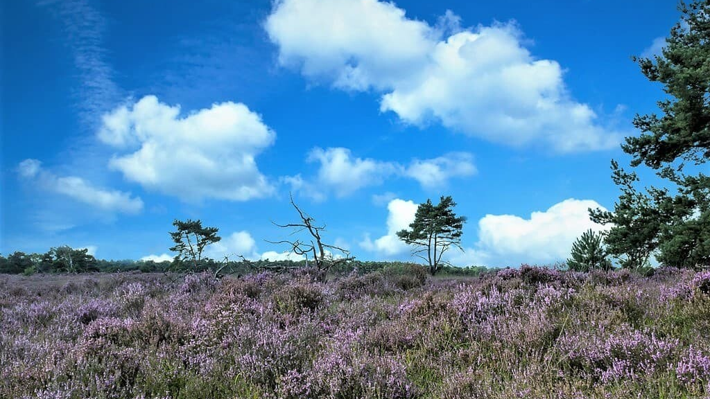 Nationaal Park Kalmthoutse Heide.