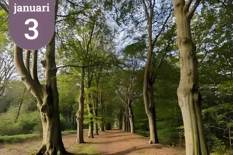 Groepswandeling zondag 3 januari Leersum. Wandeling op de Utrechtse Heuvelrug.