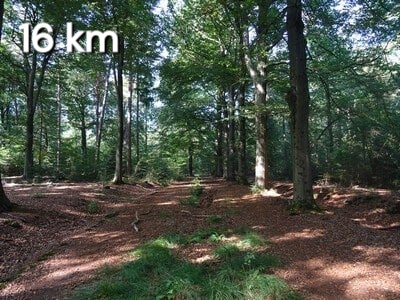 Groepswandeling vanuit Amerongen. Hoogtepunt van deze wandeling is de Amerongse Berg.