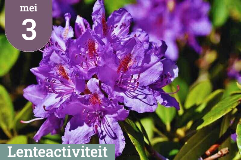 Groepswandeling Buitenplaats Gooilust zondag 3 mei 2026. Wandelroute langs verschillende soorten bloeiende rododendrons. Wandeling door de kleurrijke rododendronvallei in 's-Graveland.