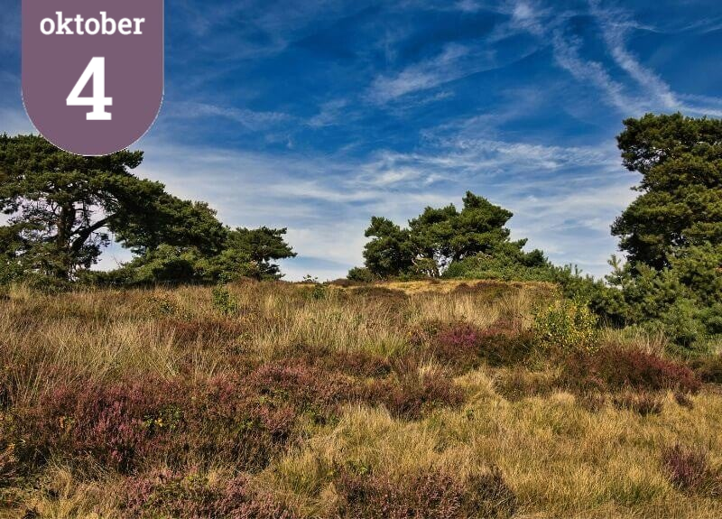 Groepswandeling zondag 4 oktober Biest-Houtakker gemeente Hilvarenbeek. Mooie wandeling door natuurgebied Het Diessens Broek.Het natuurgebied ligt tussen Diessen en Heilvarenbeek. Wandeltocht met een fantastisch weids uitzicht over de graslanden.