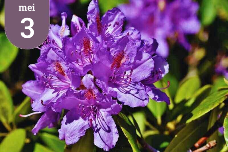 Groepswandeling rododendronwandeling 's Graveland.  Wandeltocht op Buitenplaats Gooilust in 's Graveland. Wandelen langs prachtige rododendrons.