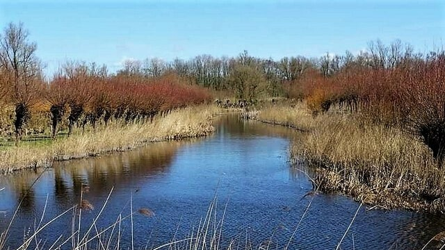 Wandelen in Nationaal Park De Biesbosch. Het Nationale Park is echt een belevenis voor de natuurliefhebber.