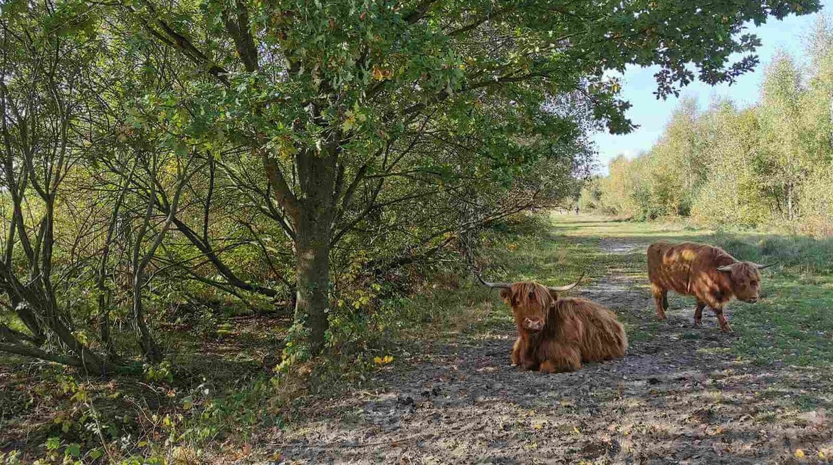 Leikeven-tocht De Moer. Wandelroute Huis ter Heide. Wandelin over een vlonderpad met uitzicht over de Leikeven.