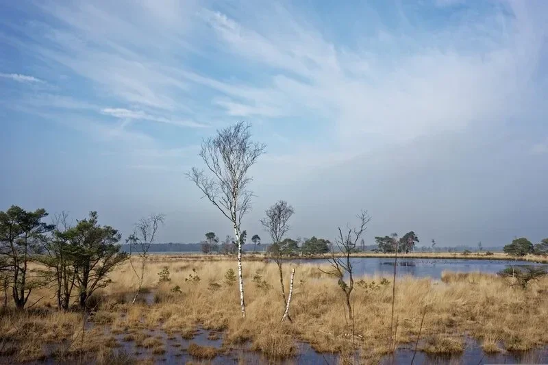 Grenspark Kalmthoutse Heide.  Grenspark Kalmthoutse Heide is een natuurgebied aan de Nederlands-Belgische grens.