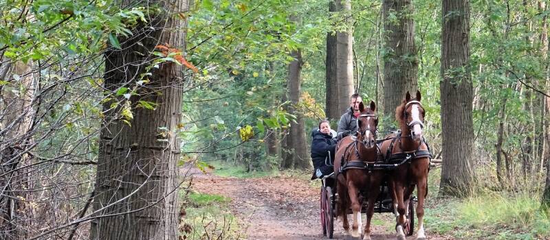 Rondje Ossengoor wandelroute door de Chaamse Bossen.