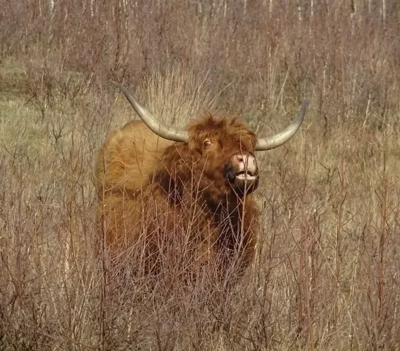 Wandelen De Groote Peel op de rand van Brabant en Limburg. Schotse Hooglanders De Groote Peel.
