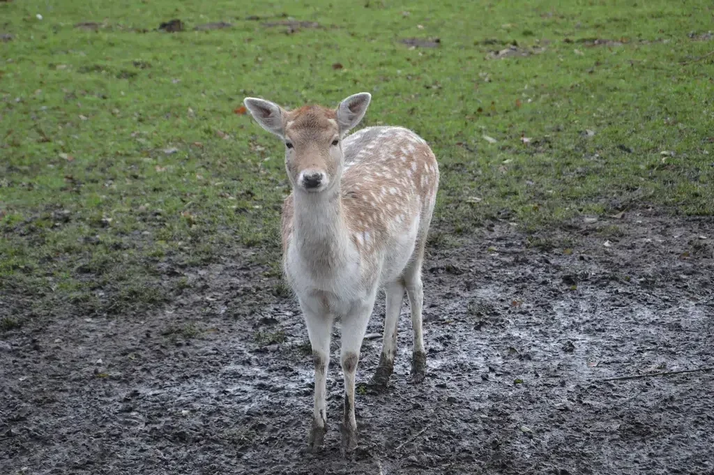 Wandelen langs riviertje De Alm en door het Almbos bij Giessen. Mooie wandeling door een weids polderlandschap en langs het water. 