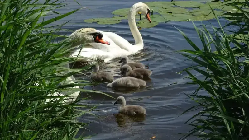 Wandeling in Bergen op Zoom langs het Markiezaatsmeer. Wandelroute door het bosrijke heuvelland van de Brabantse Wal. 