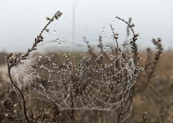 Nederland is een mooi land om te wandelen. Ook in Brabant kun je in elk seizoen mooie wandelingen maken. Elk seizoen is weer anders en laat je keer op keer verrassen. Heerlijkwandelen heeft talloze mooie wandelingen.