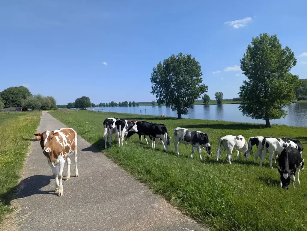 Wandelen in Dussen langs de Bergsche Maas. Een korte maar mooie wandeling in een weids polderlandschap. Wandel langs de Maas tussen de koeien en schapen en geniet van een prachtig uitzicht!