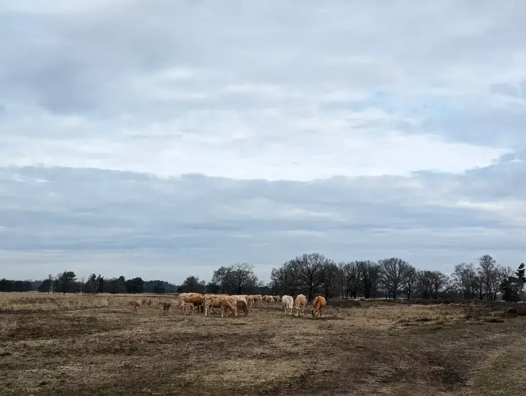 Wandeling in de Kampina en de Mortelen. Deze wandelroute is ter nagedachtenis aan de vermoorde Giovanni Castione. Wandeling door de bossen, weilanden, akkers en houtwallen. 