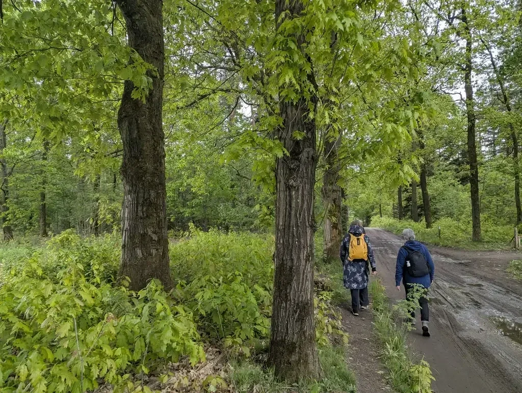 Wandelen landgoed en natuurgebied Pannenhoef. Mooie rondwandeling met bossen, vennen en bloemrijke weilanden. Vincent van Gogh is vaak op de Pannenhoef geweest om daar inspiratie op te doen. Wandelen door landgoed Wallsteijn.